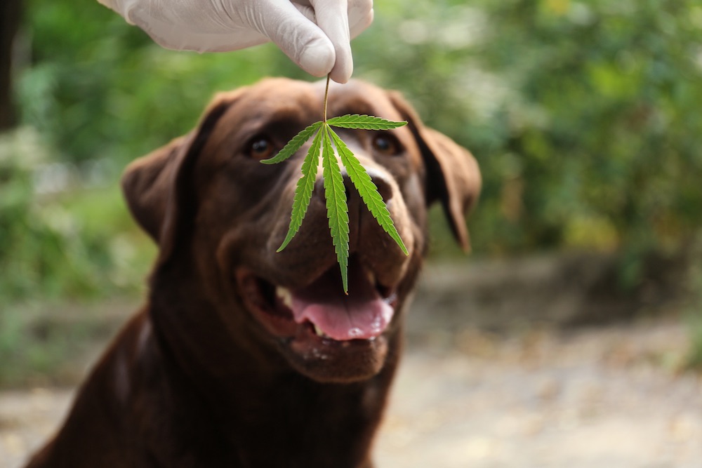 CBD oil – Choose a high-quality product for pets