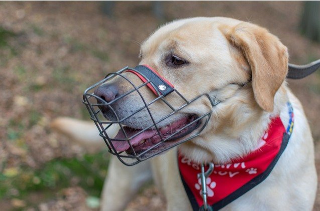Control your pet effectively with dog muzzles and leashes