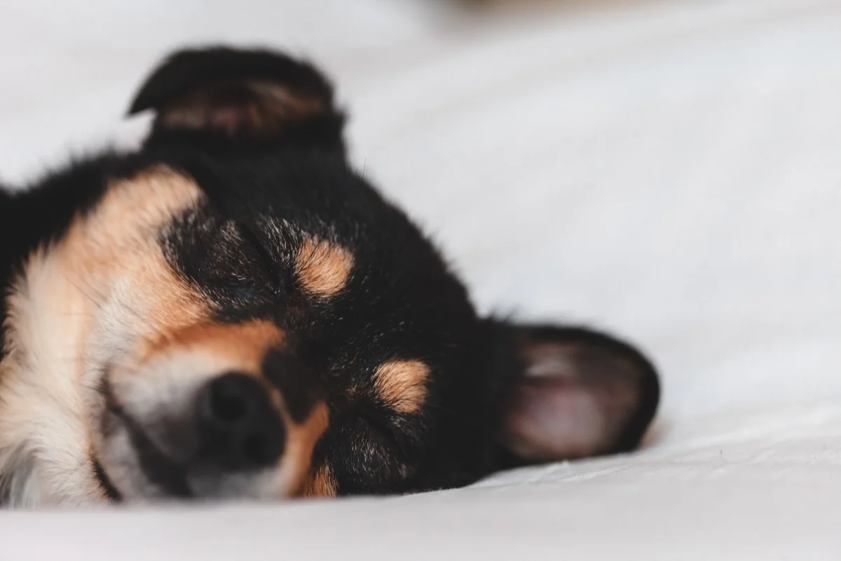 Melatonin for dogs: not just for sleep
