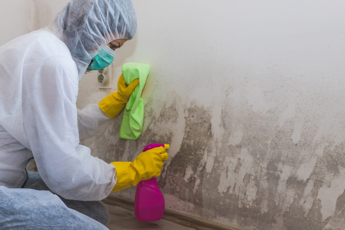 Breathe Easy in Tacoma: Your Ultimate Solution for Mold Problems - All Pro Construction Inc